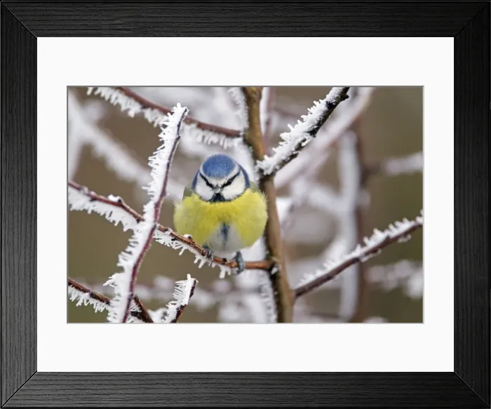 Framed Print : Picture No. 10886182 Framed Print : Picture No. 10886182