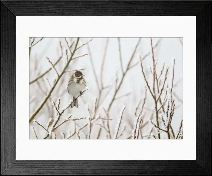 Framed Print : Picture No. 10886183 Framed Print : Picture No. 10886183