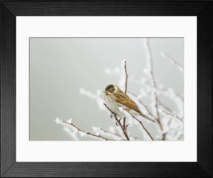 Framed Print : Picture No. 10886184 Framed Print : Picture No. 10886184