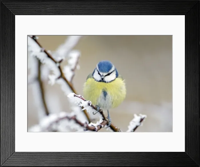 Framed Print : Picture No. 10886181 Framed Print : Picture No. 10886181