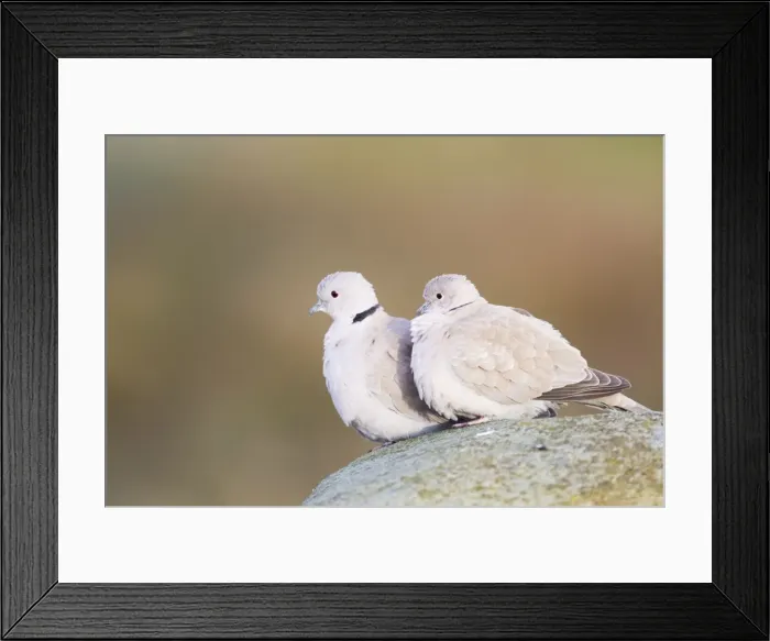 Framed Print : Picture No. 10886185 Framed Print : Picture No. 10886185