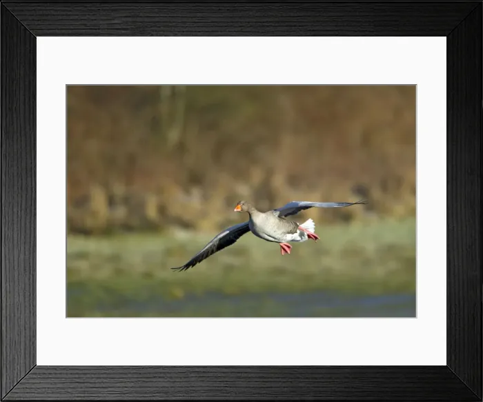 Framed Print : Picture No. 10886186 Framed Print : Picture No. 10886186