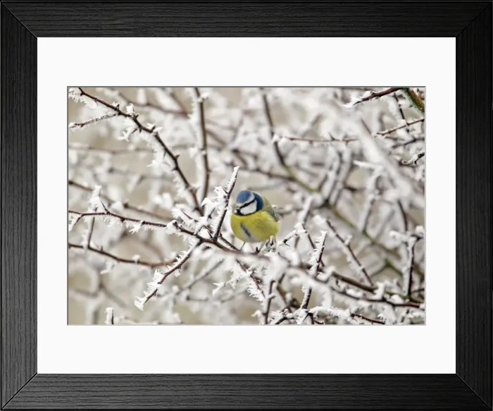 Framed Print : Picture No. 10886179 Framed Print : Picture No. 10886179