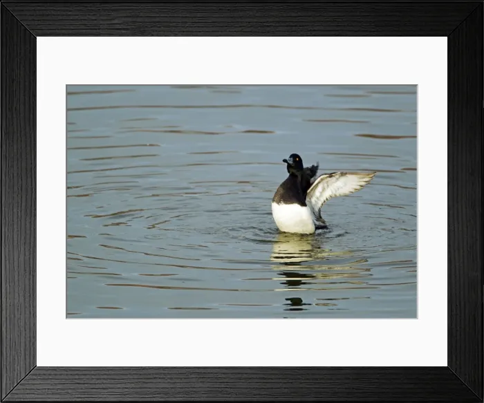 Framed Print : Picture No. 10886189 Framed Print : Picture No. 10886189
