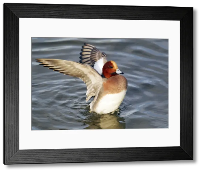 Framed Print : Picture No. 10886190 Framed Print : Picture No. 10886190