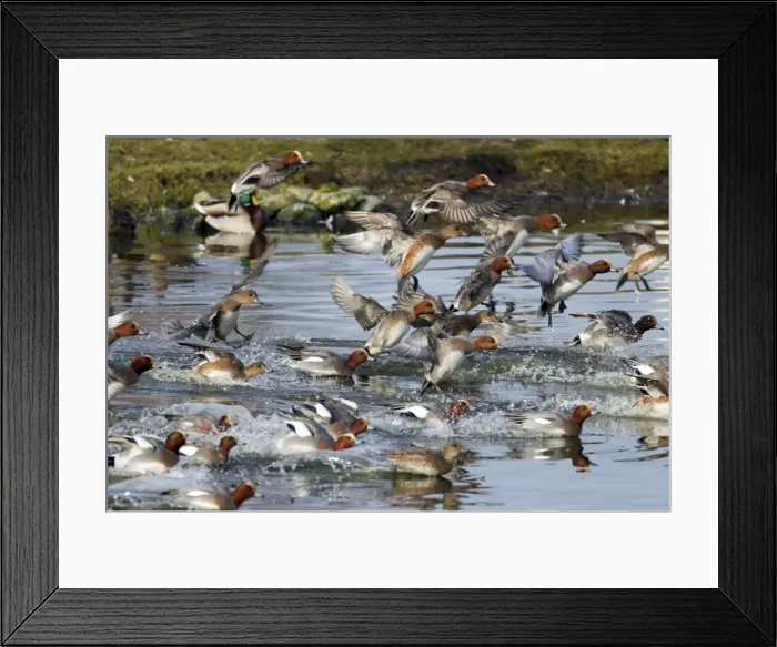 Framed Print : Picture No. 10886191 Framed Print : Picture No. 10886191