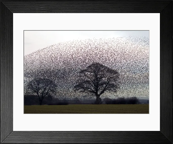 Framed Print : Picture No. 10886178 Framed Print : Picture No. 10886178