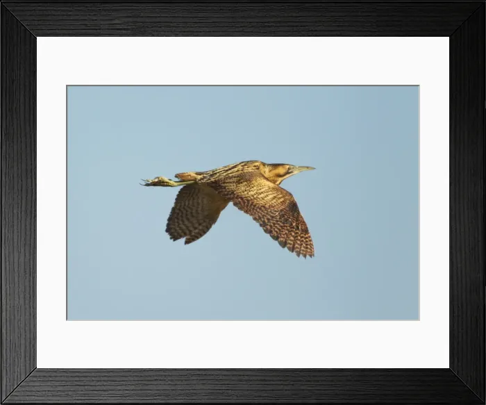 Framed Print : Picture No. 10886244