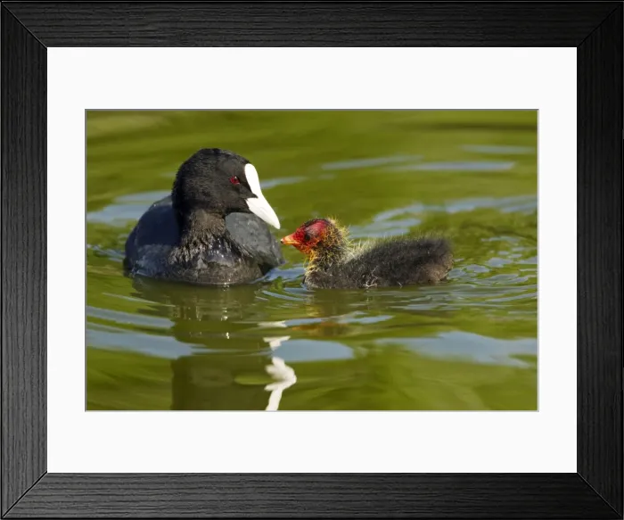 Framed Print : Picture No. 10886241 Framed Print : Picture No. 10886241
