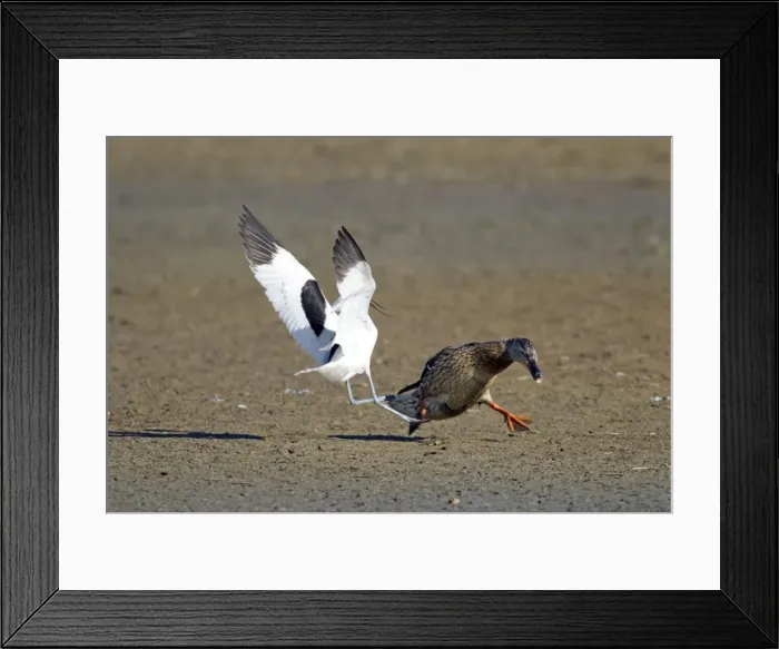 Framed Print : Picture No. 10886246 Framed Print : Picture No. 10886246