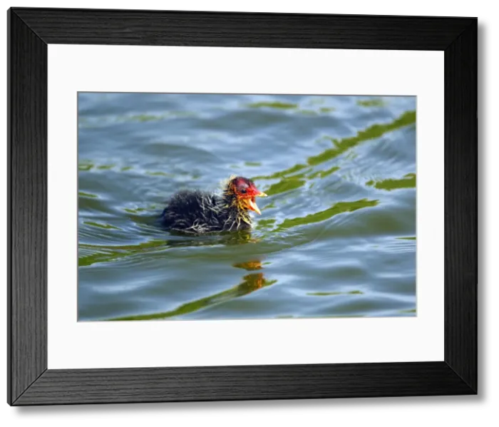 Framed Print : Picture No. 10886237 Framed Print : Picture No. 10886237