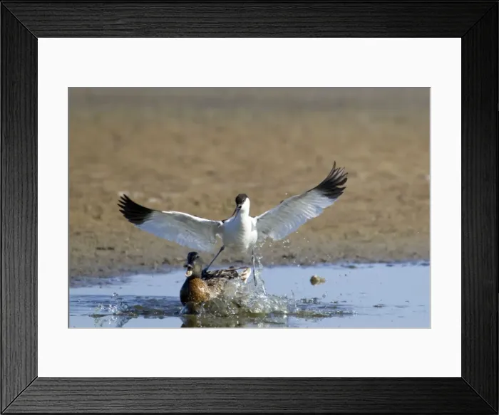 Framed Print : Picture No. 10886247 Framed Print : Picture No. 10886247