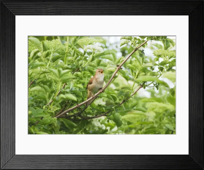 Framed Print : Picture No. 10886243 Framed Print : Picture No. 10886243