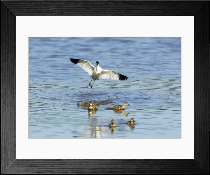Framed Print : Picture No. 10886248 Framed Print : Picture No. 10886248