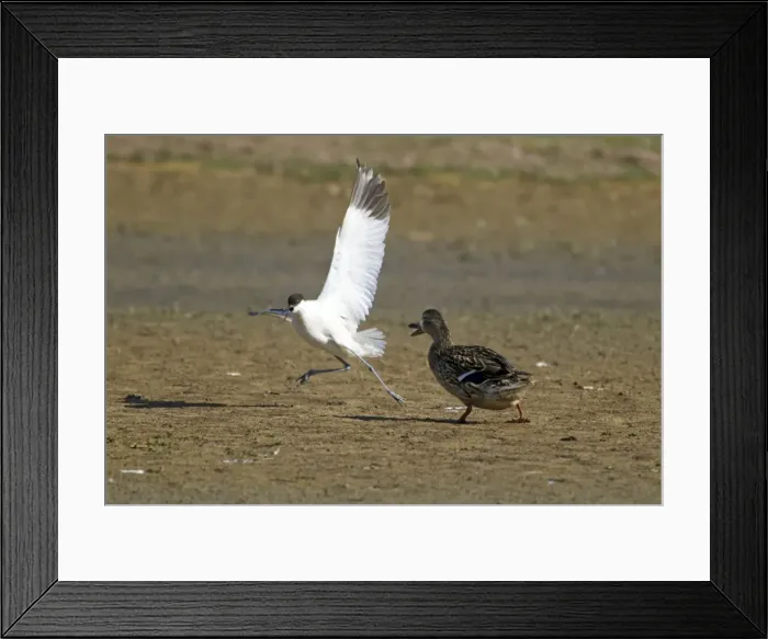 Framed Print : Picture No. 10886245 Framed Print : Picture No. 10886245