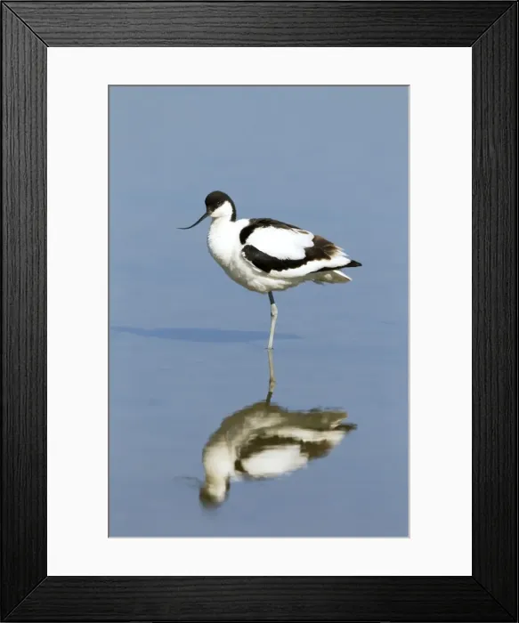 Framed Print : Picture No. 10886254 Framed Print : Picture No. 10886254