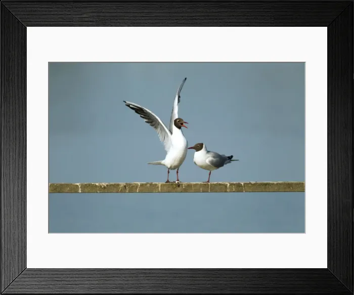 Framed Print : Picture No. 10886256 Framed Print : Picture No. 10886256