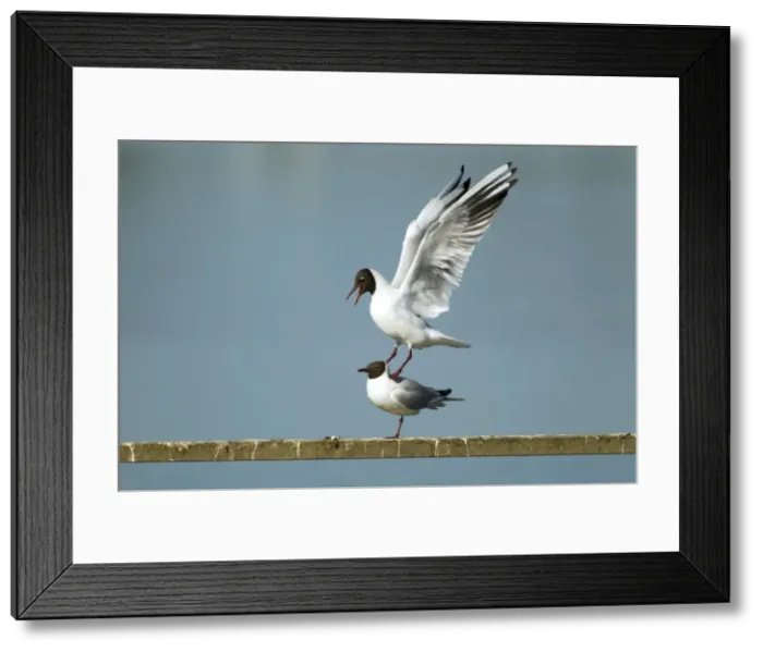 Framed Print : Picture No. 10886257 Framed Print : Picture No. 10886257