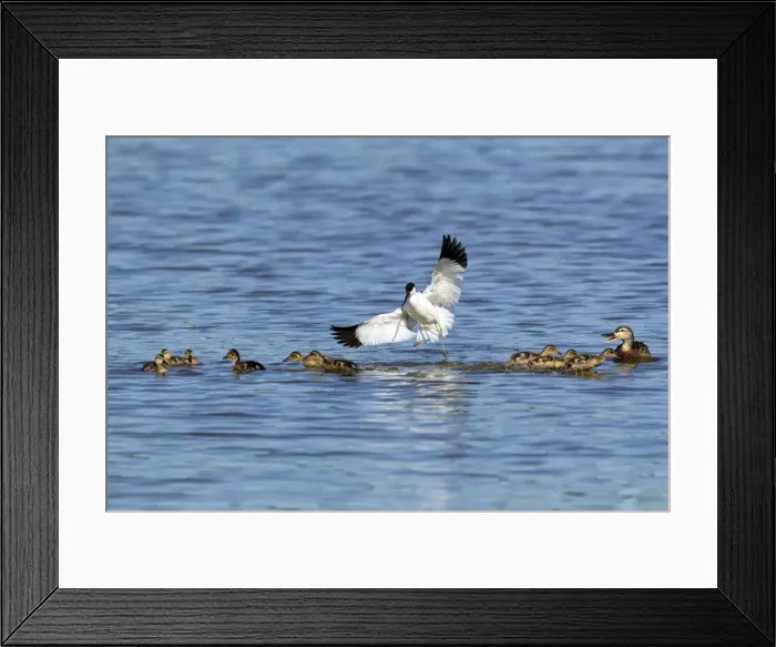 Framed Print : Picture No. 10886249 Framed Print : Picture No. 10886249