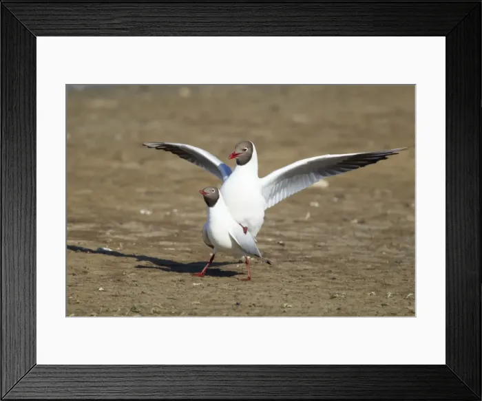 Framed Print : Picture No. 10886258 Framed Print : Picture No. 10886258