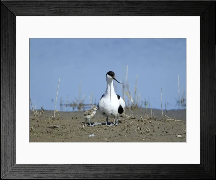 Framed Print : Picture No. 10886255 Framed Print : Picture No. 10886255