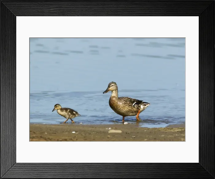 Framed Print : Picture No. 10886260 Framed Print : Picture No. 10886260