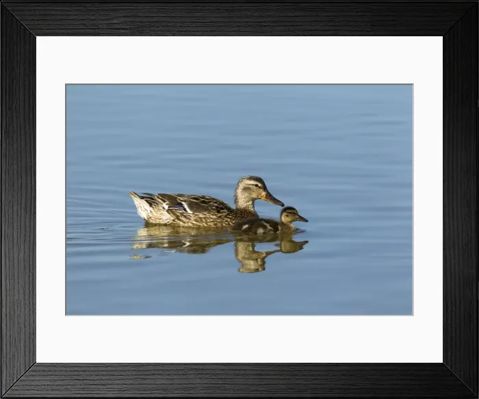 Framed Print : Picture No. 10886259 Framed Print : Picture No. 10886259