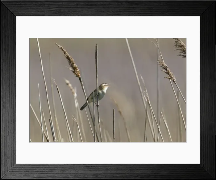 Framed Print : Picture No. 10886263 Framed Print : Picture No. 10886263
