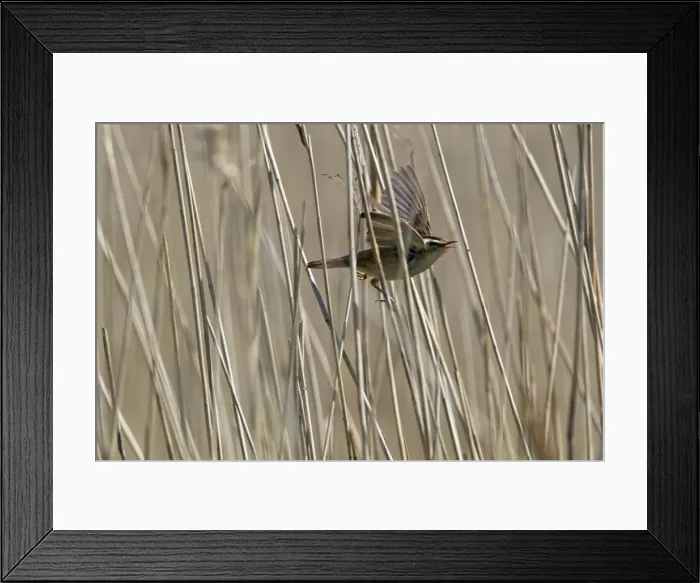 Framed Print : Picture No. 10886264 Framed Print : Picture No. 10886264