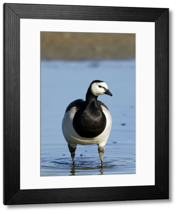 Framed Print : Picture No. 10886267