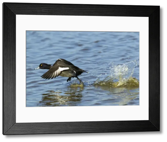 Framed Print : Picture No. 10886261 Framed Print : Picture No. 10886261