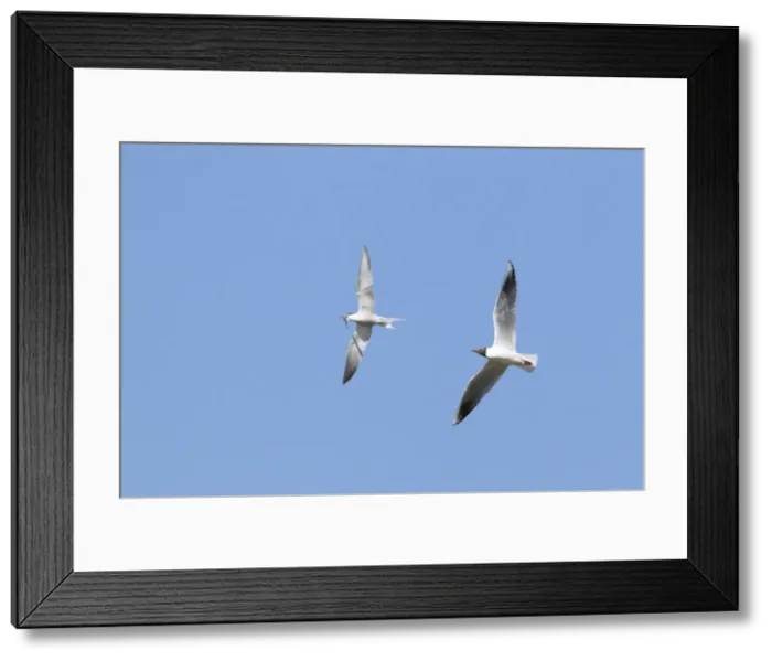Framed Print : Picture No. 10886266 Framed Print : Picture No. 10886266