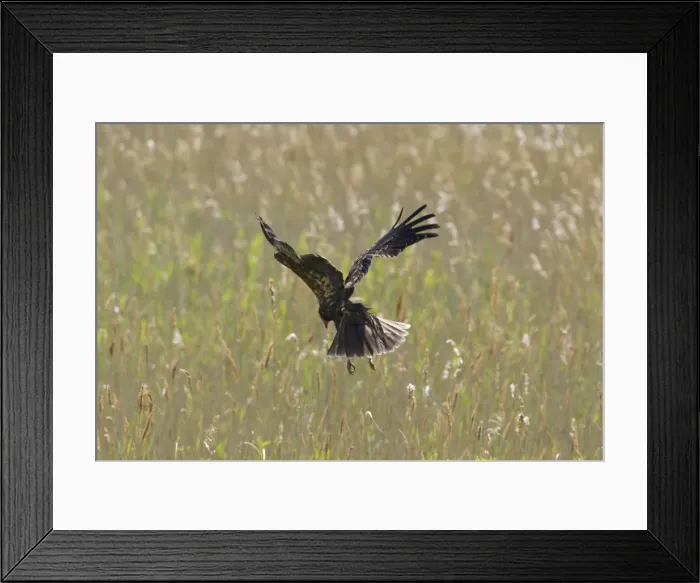 Framed Print : Picture No. 10886262 Framed Print : Picture No. 10886262