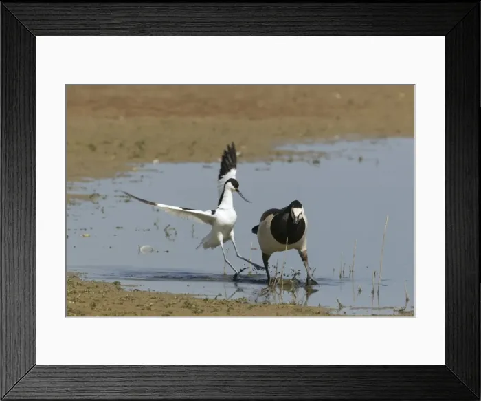 Framed Print : Picture No. 10886272 Framed Print : Picture No. 10886272