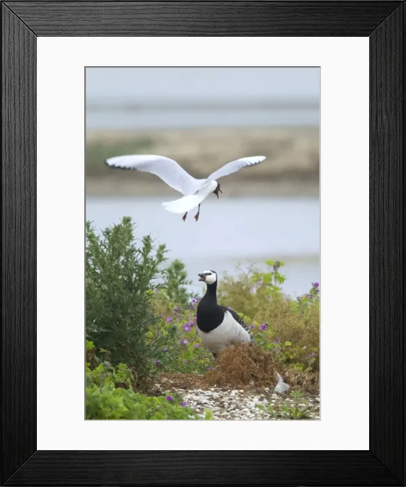 Framed Print : Picture No. 10886273 Framed Print : Picture No. 10886273