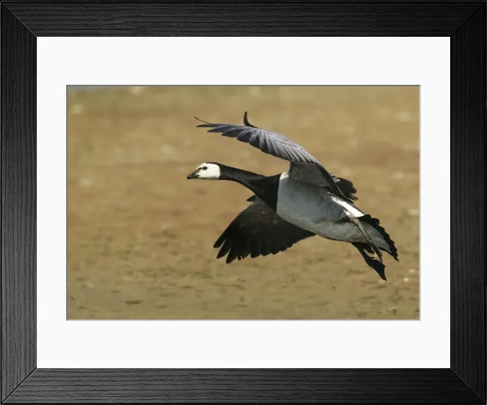 Framed Print : Picture No. 10886271