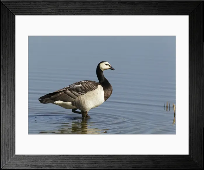Framed Print : Picture No. 10886269 Framed Print : Picture No. 10886269