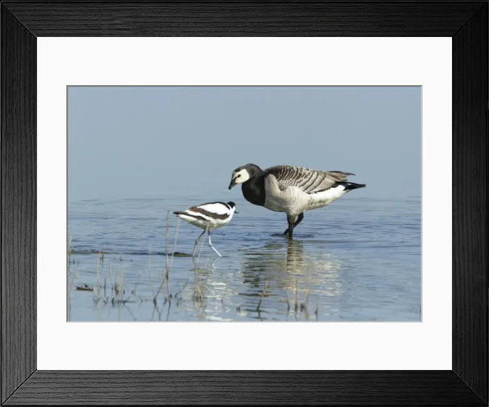 Framed Print : Picture No. 10886270 Framed Print : Picture No. 10886270