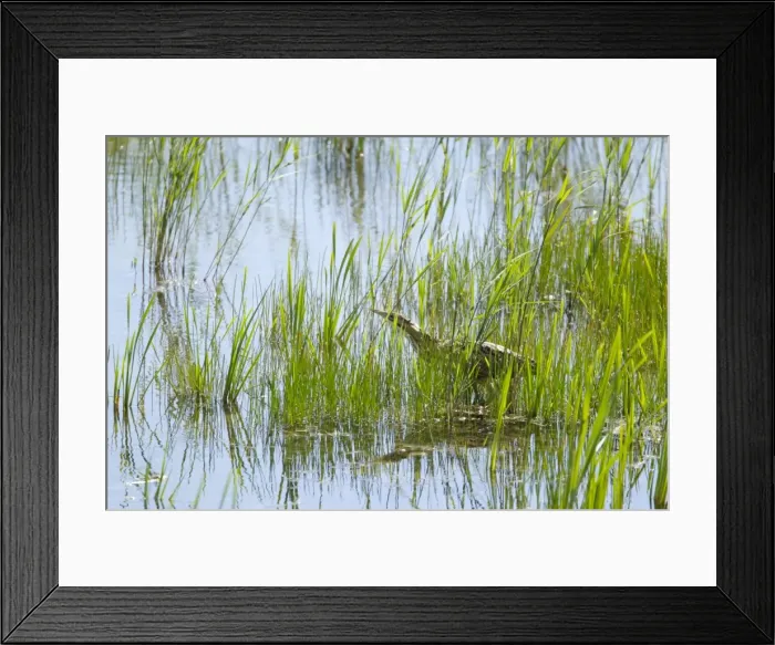 Framed Print : Picture No. 10886274 Framed Print : Picture No. 10886274