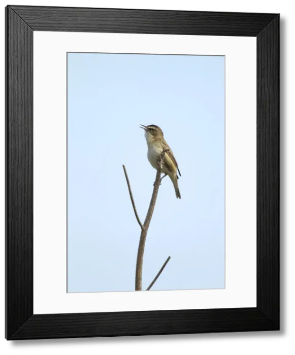 Framed Print : Picture No. 10886277 Framed Print : Picture No. 10886277