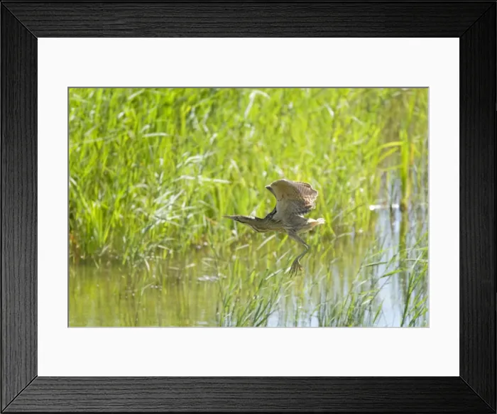 Framed Print : Picture No. 10886275 Framed Print : Picture No. 10886275