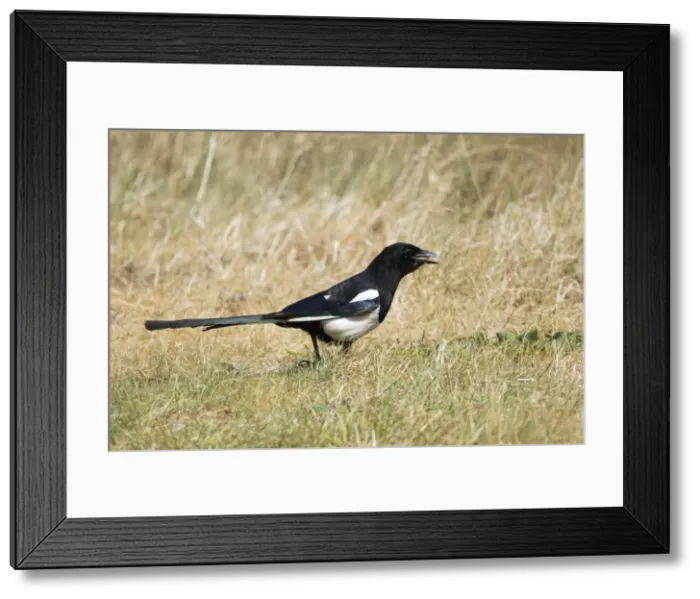 Framed Print : Picture No. 10886278 Framed Print : Picture No. 10886278