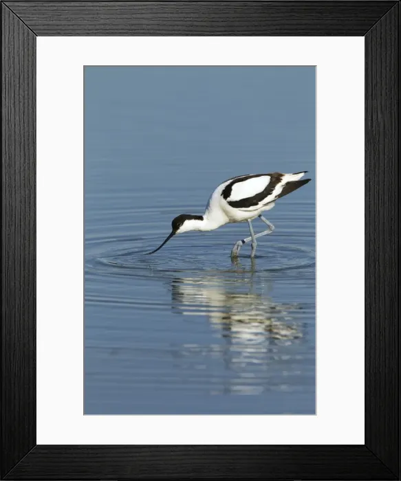 Framed Print : Picture No. 10886280 Framed Print : Picture No. 10886280