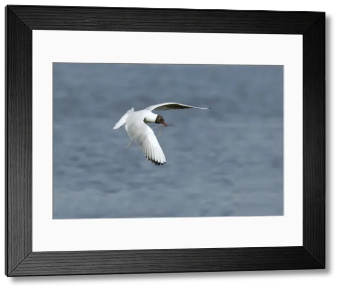 Framed Print : Picture No. 10886283 Framed Print : Picture No. 10886283