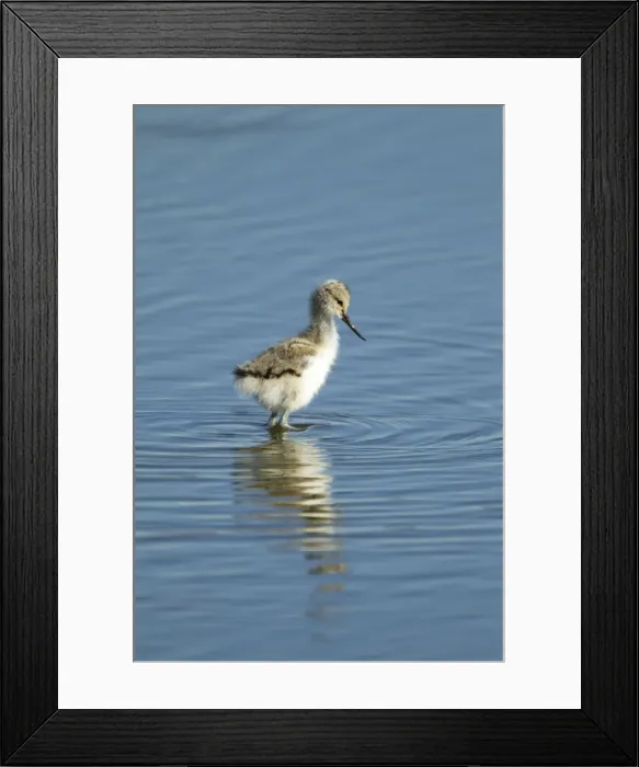 Framed Print : Picture No. 10886281 Framed Print : Picture No. 10886281