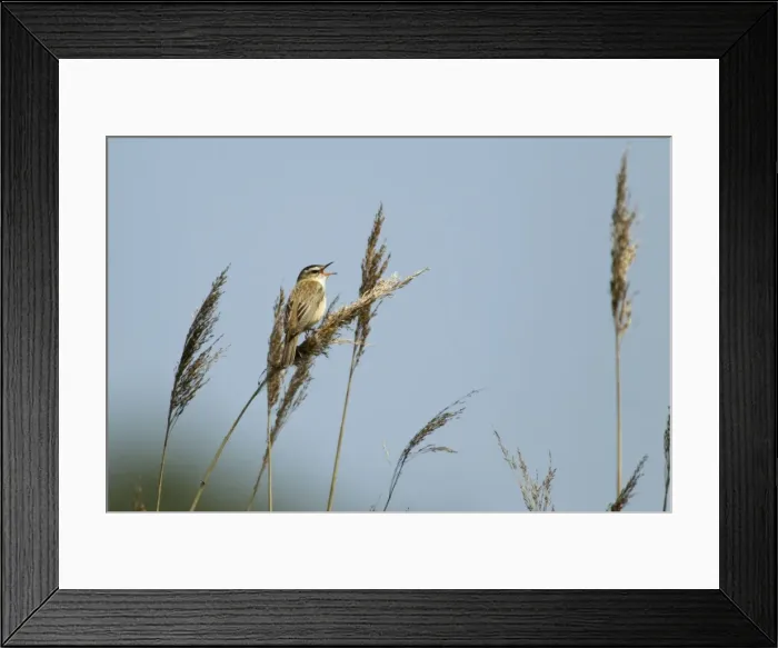 Framed Print : Picture No. 10886276 Framed Print : Picture No. 10886276