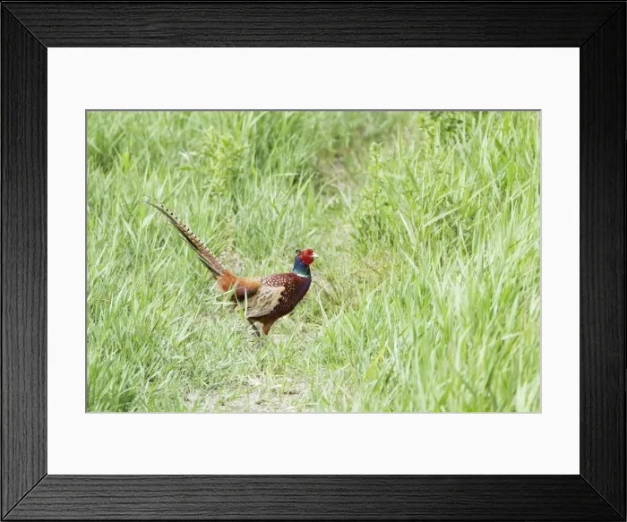 Framed Print : Picture No. 10886279 Framed Print : Picture No. 10886279