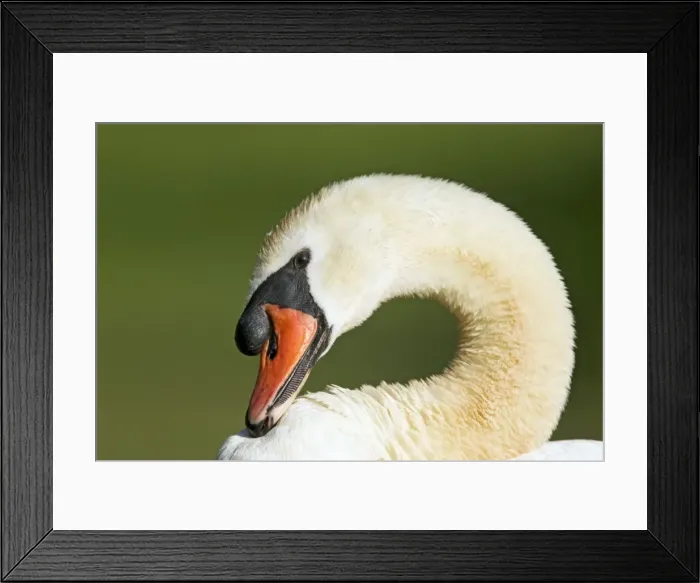 Framed Print : Picture No. 10886286 Framed Print : Picture No. 10886286