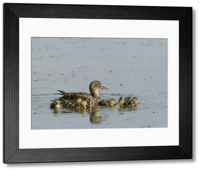 Framed Print : Picture No. 10886287 Framed Print : Picture No. 10886287