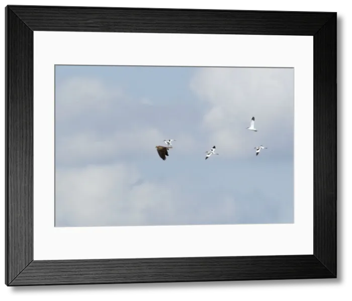 Framed Print : Picture No. 10886289 Framed Print : Picture No. 10886289